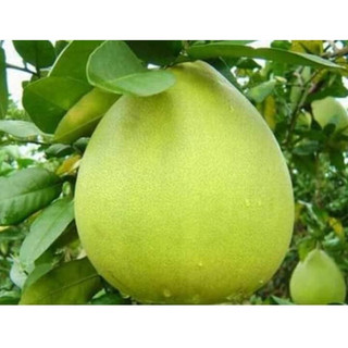 Cây giống bưởi năm roi