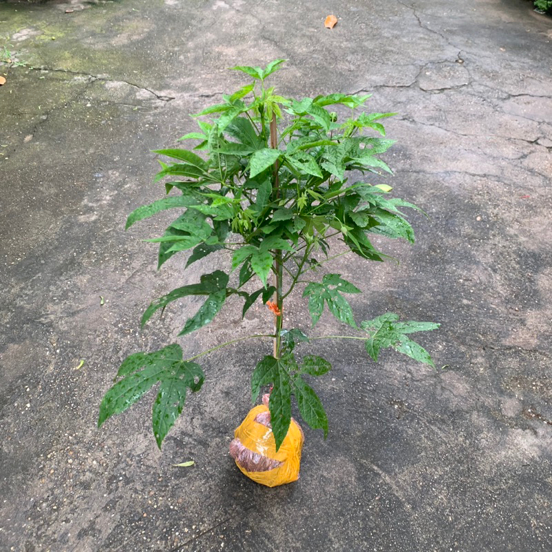 Cây hoa lồng đèn thân gỗ hoa quanh năm cao khoảng 50-60cm