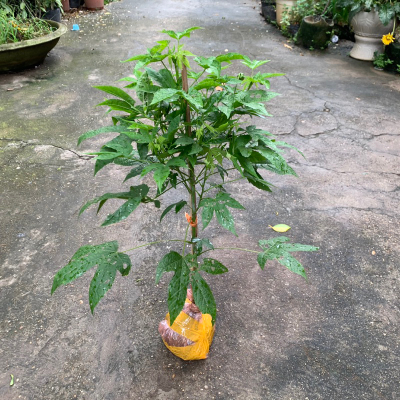 Cây hoa lồng đèn thân gỗ hoa quanh năm cao khoảng 50-60cm