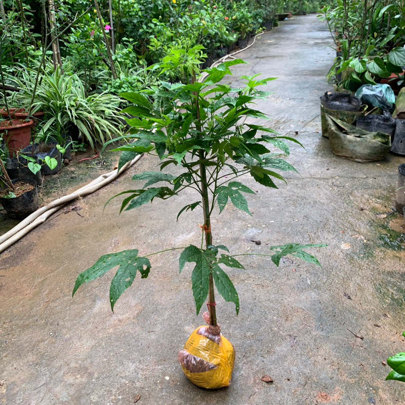 Cây hoa lồng đèn thân gỗ hoa quanh năm cao khoảng 50-60cm