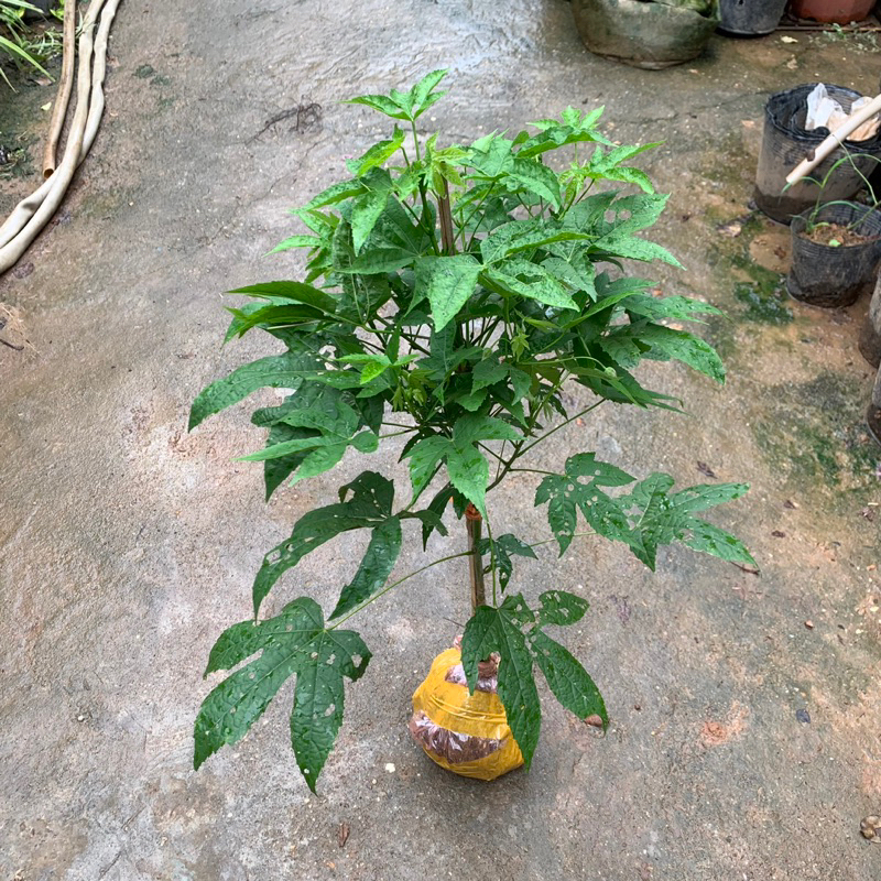 Cây hoa lồng đèn thân gỗ hoa quanh năm cao khoảng 50-60cm