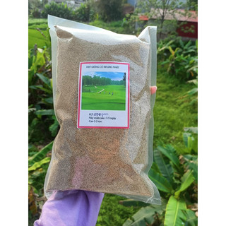 1Kg Hạt giống cỏ nhung nhật - Cỏ thảm