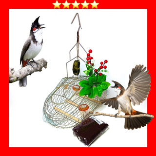 Lồng Bẫy INOX Chào Mào, Chòe Lửa, Chòe Than, Khướu