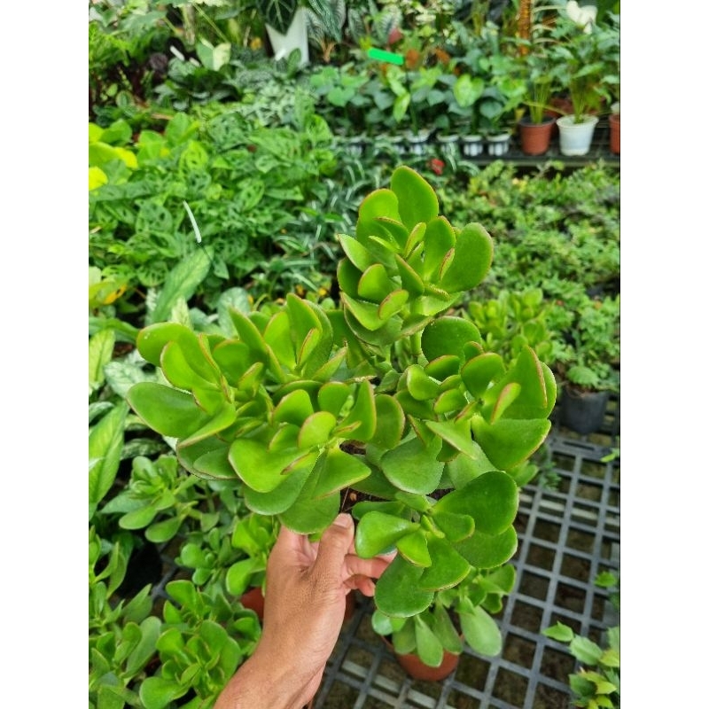 Cây sen đá ngọc bích - cây thạch bích