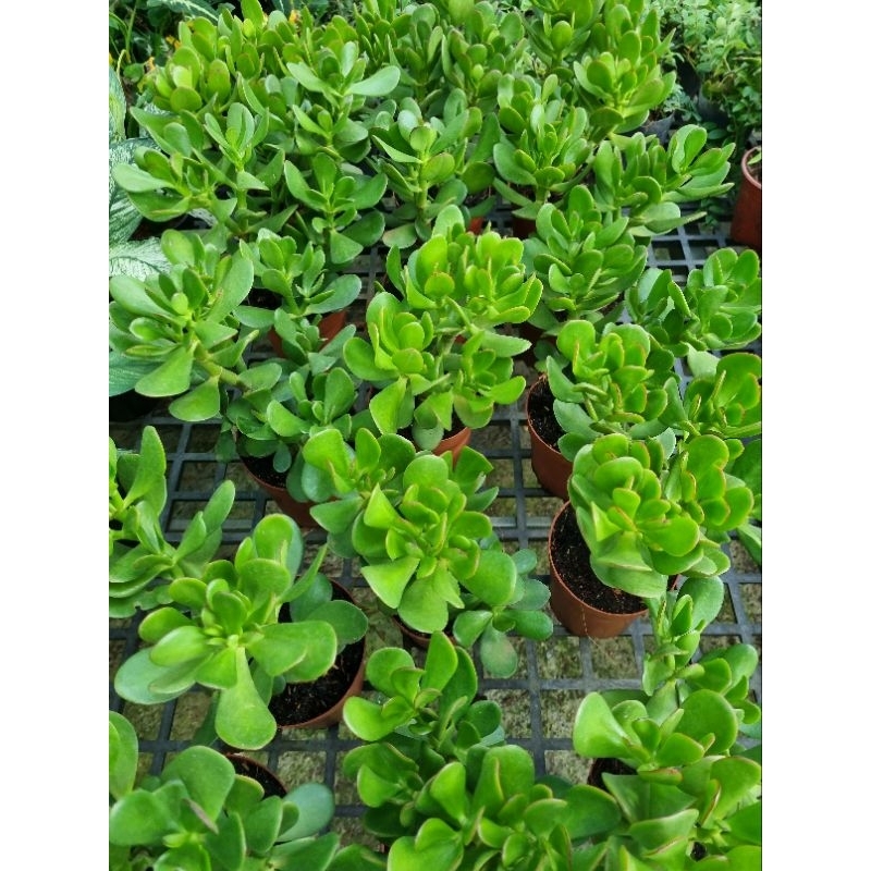 Cây sen đá ngọc bích - cây thạch bích