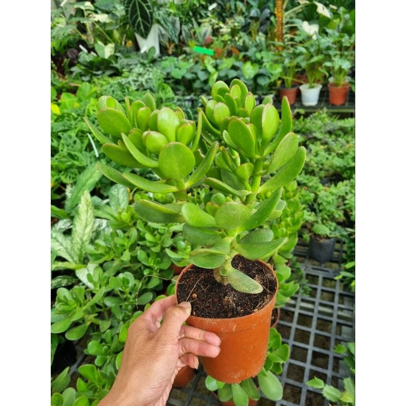 Cây sen đá ngọc bích - cây thạch bích