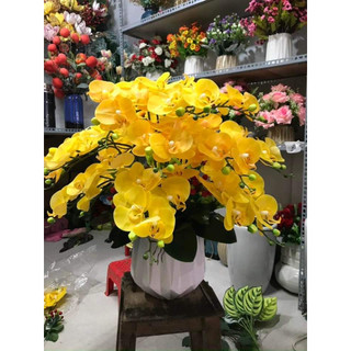 Hoa lan hồ điệp giả 7 bông- thân đốm- chậu lan hồ điệp 7 bông