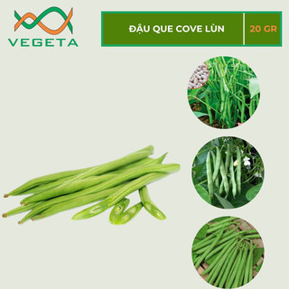 HẠT GIỐNG ĐẬU COVE  20gr - VEGETASHOP - HẠT GIỐNG NẢY MẦM TỐT, NĂNG SUẤT CAO