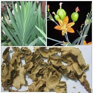 1kg củ xạ can tươi. liên hệ: trần lưu 0975449688