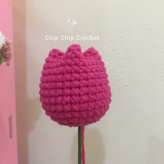 phôi hoa tulip