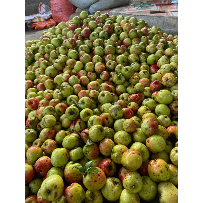 Táo mèo tươi Tây Bắc vụ mới hàng chọn ngâm rượu 1kg