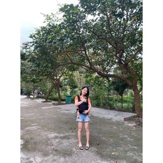 Địu Arpica của nhật