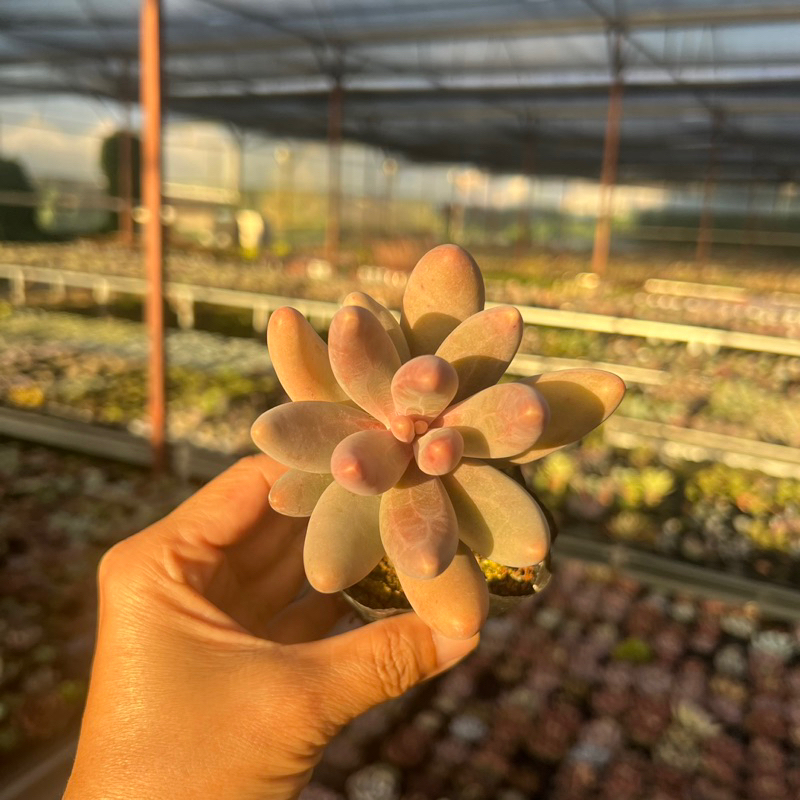Cây sen đá Nanh Hồng Pachyphytum captain jessop size bầu 4-4,5cm, cây cảnh trang trí nhà cửa THUANPHAT GARDEN