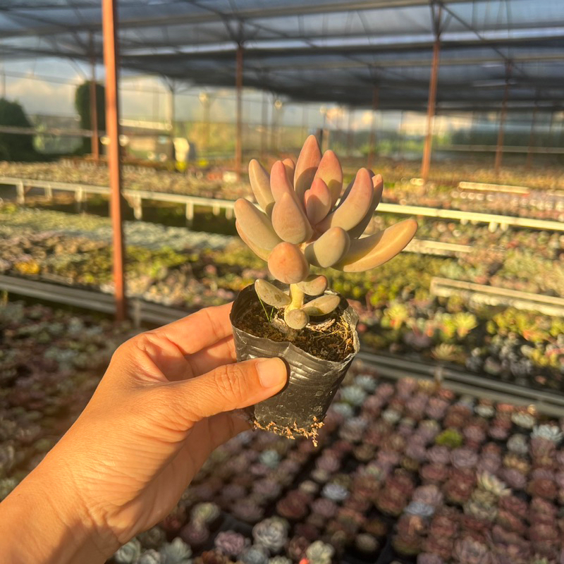 Cây sen đá Nanh Hồng Pachyphytum captain jessop size bầu 4-4,5cm, cây cảnh trang trí nhà cửa THUANPHAT GARDEN