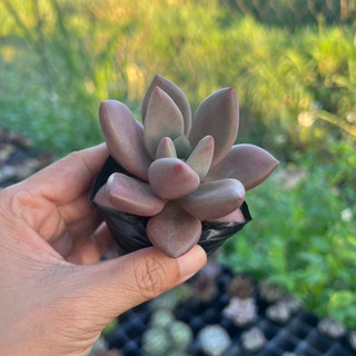 Cây sen đá ruby donna size bầu 4-4,5cm, cây cảnh trang trí nhà cửa thuanphat garden