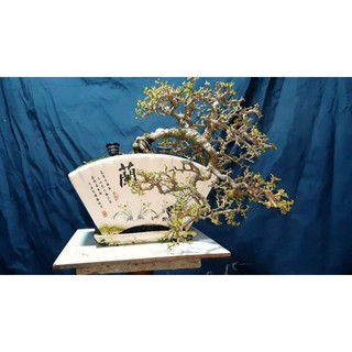 chậu quạt tàu trồng bonsai, cây cảnh, cây phong thủy