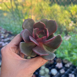 Cây sen đá lola đỏ size bầu 4-4,5cm, cây cảnh trang trí nhà cửa thuanphat garden
