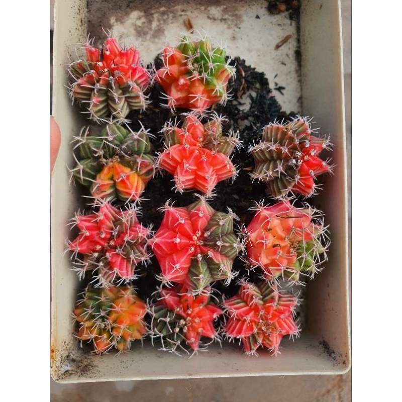 Combo 11 cây gym lem size 3-4 cm