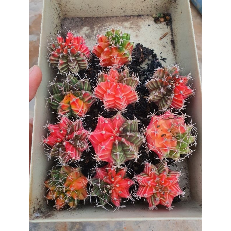 Combo 11 cây gym lem size 3-4 cm