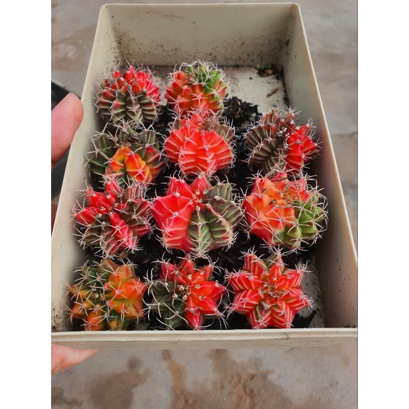 Combo 11 cây gym lem size 3-4 cm