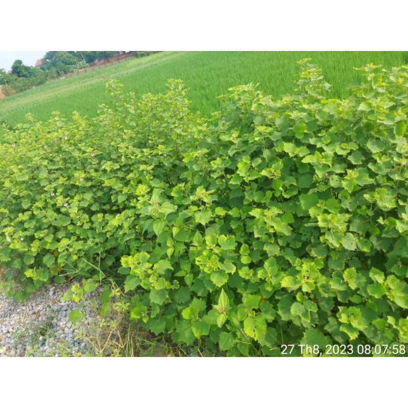 1Kg Cây ké hoa đào nhà làm phơi tay sạch sẽ, thơm
