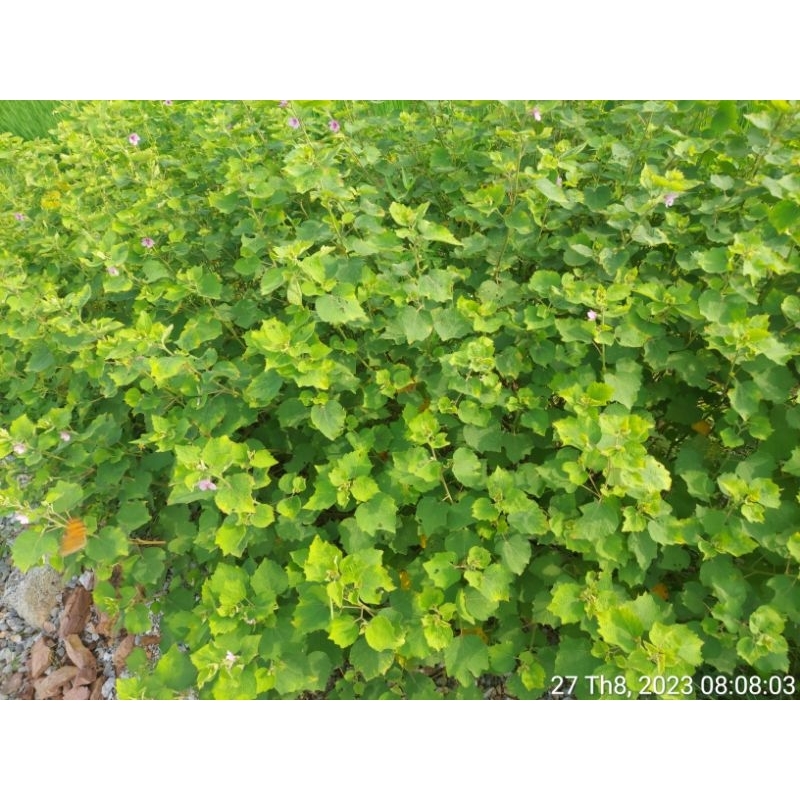 1Kg Cây ké hoa đào nhà làm phơi tay sạch sẽ, thơm