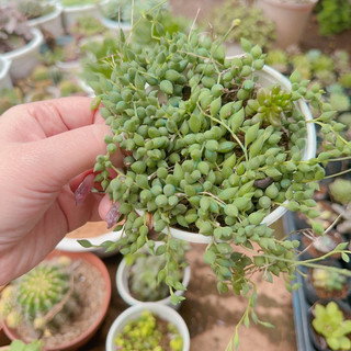 Sen đá giọt nước dài size trung 5-7cm