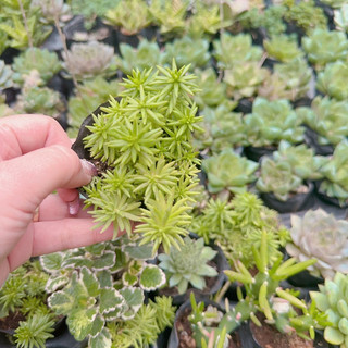 Sen đá sedum xanh size bầu 3-5cm