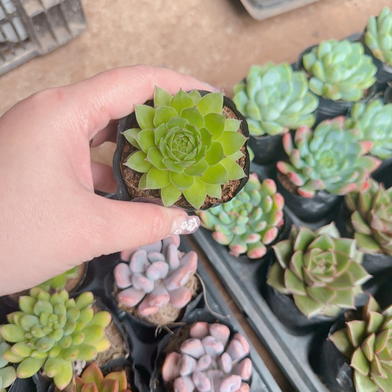 Sen đá phật bà size bầu 3-5cm