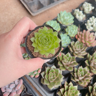 Sen đá phật bà size bầu 3-5cm