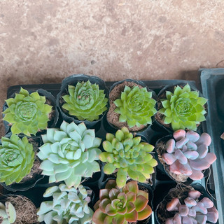 Sen đá phật bà size bầu 3-5cm
