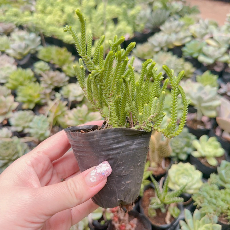 Sen đá trúc size bầu 3-5cm