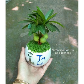 Cây tài lộc/may mắn, chậu cây để bàn.