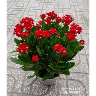 Cây hoa sống đời hoa đỏ size lớn.