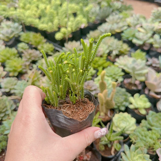 Sen đá trúc size bầu 3-5cm