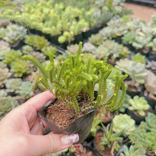 Sen đá trúc size bầu 3-5cm
