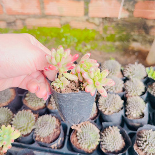 Sen đá thạch ngọc giống mới size bầu 3-5cm