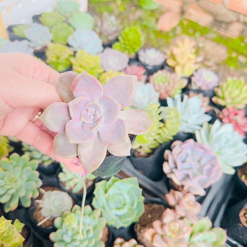 Sen đá hồng mập size bầu 3-5cm