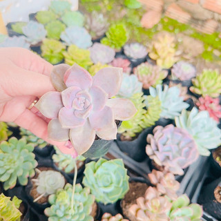 Sen đá hồng mập size bầu 3-5cm