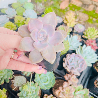 Sen đá hồng mập size bầu 3-5cm
