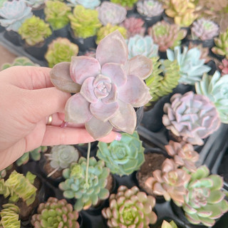 Sen đá hồng mập size bầu 3-5cm