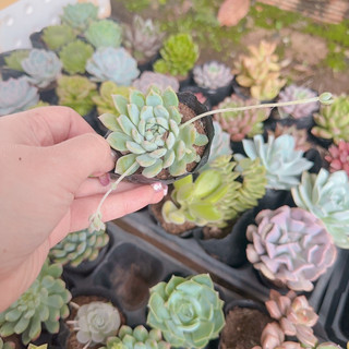 Sen đá dù hồng size bầu 3-5cm