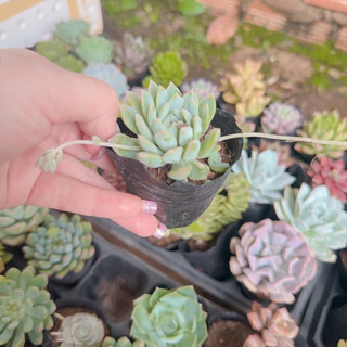 Sen đá dù hồng size bầu 3-5cm