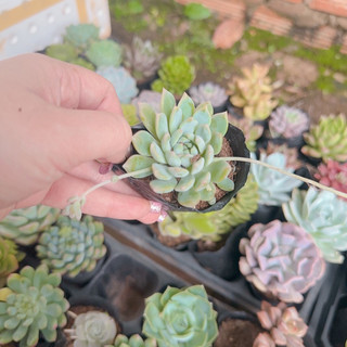Sen đá dù hồng size bầu 3-5cm