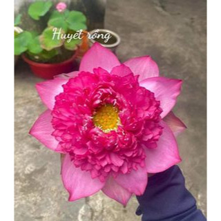 Củ Sen Thái giống mới_10 loại_ Trồng 1 tháng là có hoa