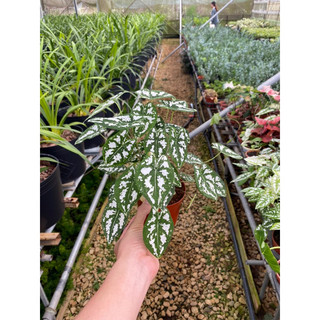 Chậu cứng Môn đốm trắng