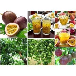 Cây giống chanh dây tím cây khoẻ 2-3 tháng ra quả