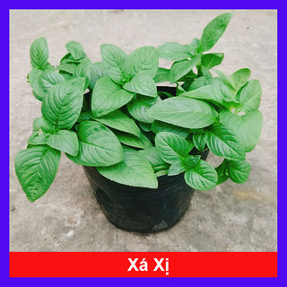 Cây xá xị - cây rau quế vị