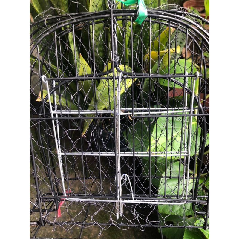 Mẹt bẫy chim cút 2 mặt