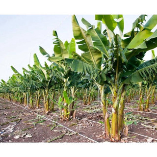 Cây giống chuối bơm cấy mô
